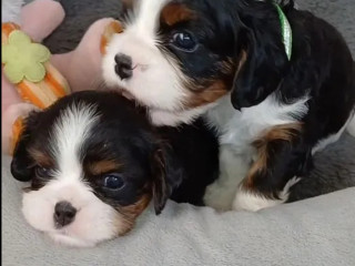 Cavalier King Charles Spaniel Puppies for Sale in ME (Maine)