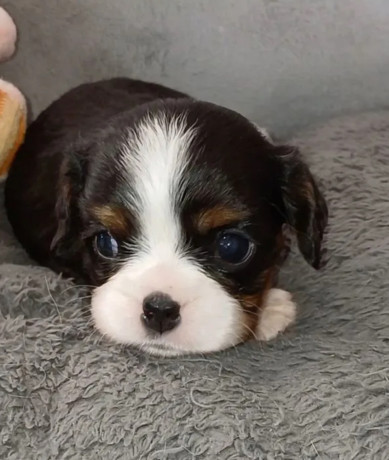 cavalier-king-charles-spaniel-puppies-for-sale-in-me-maine-big-2