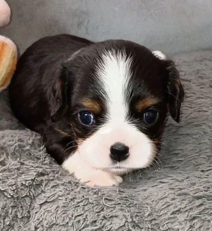 cavalier-king-charles-spaniel-puppies-for-sale-in-me-maine-big-1