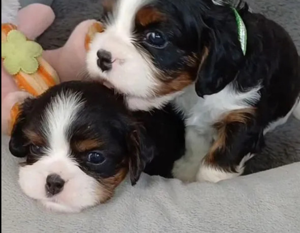 cavalier-king-charles-spaniel-puppies-for-sale-in-me-maine-big-0