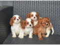 cavalier-king-charles-spaniel-puppies-for-sale-in-tx-texas-small-0