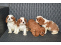 cavalier-king-charles-spaniel-puppies-for-sale-in-tx-texas-small-2