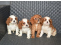 cavalier-king-charles-spaniel-puppies-for-sale-in-tx-texas-small-1