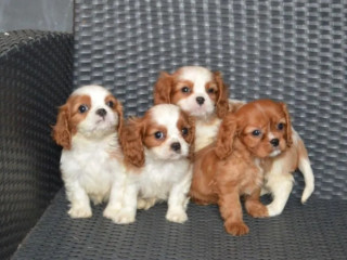 Cavalier King Charles Spaniel Puppies for Sale in TX (Texas)