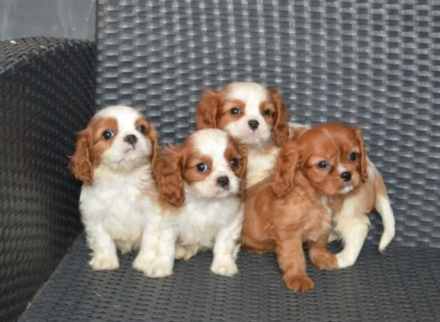 cavalier-king-charles-spaniel-puppies-for-sale-in-tx-texas-big-0