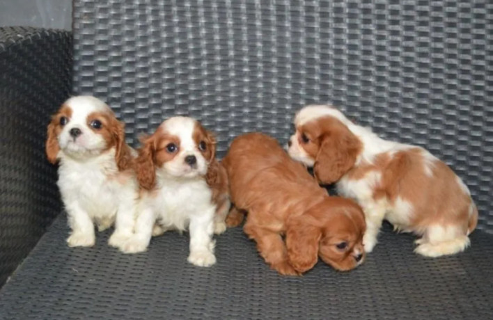 cavalier-king-charles-spaniel-puppies-for-sale-in-tx-texas-big-2