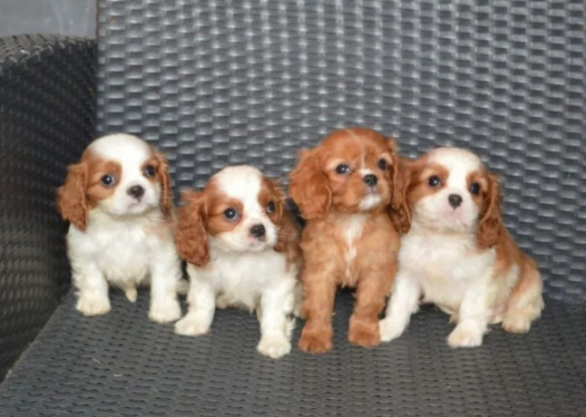 cavalier-king-charles-spaniel-puppies-for-sale-in-tx-texas-big-1