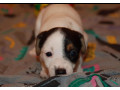 jack-russell-terrier-puppies-for-sale-in-fl-florida-small-2