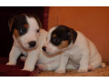 jack-russell-terrier-puppies-for-sale-in-fl-florida-small-0