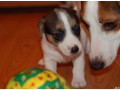 jack-russell-terrier-puppies-for-sale-in-fl-florida-small-1