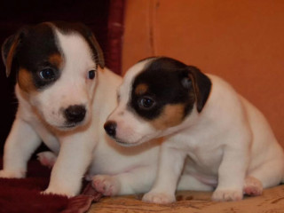 Jack Russell Terrier Puppies for Sale in FL (Florida)