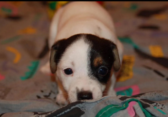 jack-russell-terrier-puppies-for-sale-in-fl-florida-big-2