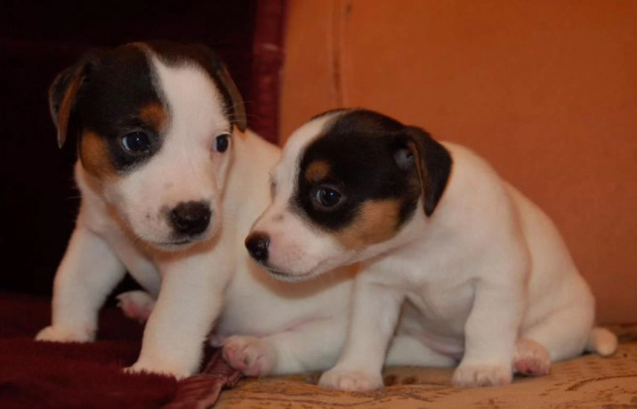 jack-russell-terrier-puppies-for-sale-in-fl-florida-big-0