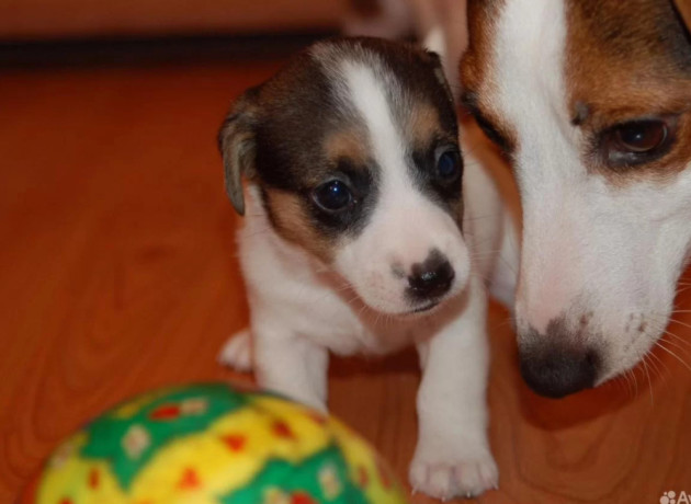 jack-russell-terrier-puppies-for-sale-in-fl-florida-big-1