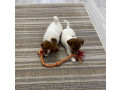 jack-russell-terrier-puppies-looking-for-a-home-in-ny-new-york-small-4