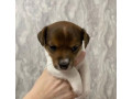 jack-russell-terrier-puppies-looking-for-a-home-in-ny-new-york-small-3