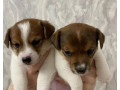 jack-russell-terrier-puppies-looking-for-a-home-in-ny-new-york-small-1