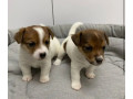 jack-russell-terrier-puppies-looking-for-a-home-in-ny-new-york-small-0