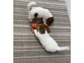 jack-russell-terrier-puppies-looking-for-a-home-in-ny-new-york-small-2