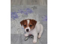 jack-russell-terrier-puppies-looking-for-a-home-in-ny-new-york-small-5