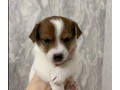 jack-russell-terrier-puppies-looking-for-a-home-in-ny-new-york-small-6