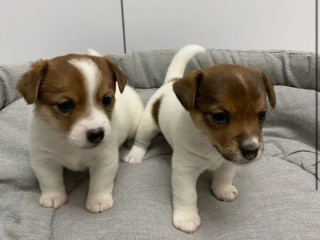 Jack Russell Terrier Puppies Looking for a Home in NY (New York)