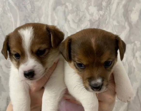 jack-russell-terrier-puppies-looking-for-a-home-in-ny-new-york-big-1