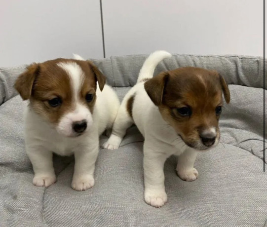 jack-russell-terrier-puppies-looking-for-a-home-in-ny-new-york-big-0