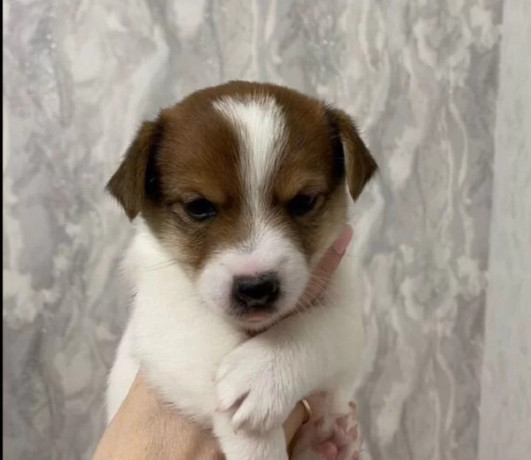 jack-russell-terrier-puppies-looking-for-a-home-in-ny-new-york-big-6