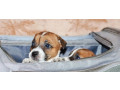 jack-russell-terrier-puppies-looking-for-a-home-in-az-arizona-small-6