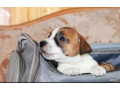 jack-russell-terrier-puppies-looking-for-a-home-in-az-arizona-small-8