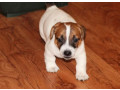 jack-russell-terrier-puppies-looking-for-a-home-in-az-arizona-small-7