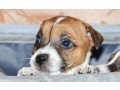 jack-russell-terrier-puppies-looking-for-a-home-in-az-arizona-small-3