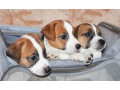 jack-russell-terrier-puppies-looking-for-a-home-in-az-arizona-small-0