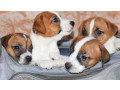 jack-russell-terrier-puppies-looking-for-a-home-in-az-arizona-small-2