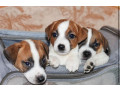 jack-russell-terrier-puppies-looking-for-a-home-in-az-arizona-small-1