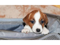 jack-russell-terrier-puppies-looking-for-a-home-in-az-arizona-small-5