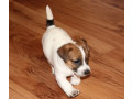 jack-russell-terrier-puppies-looking-for-a-home-in-az-arizona-small-4