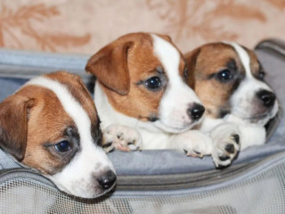 Jack Russell Terrier Puppies Looking for a Home in AZ (Arizona)