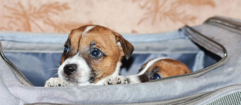 jack-russell-terrier-puppies-looking-for-a-home-in-az-arizona-big-6