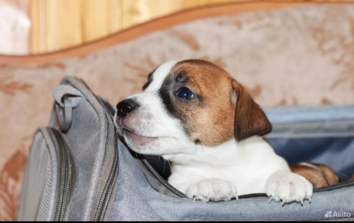 jack-russell-terrier-puppies-looking-for-a-home-in-az-arizona-big-8