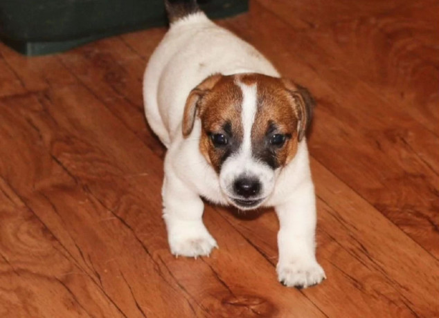 jack-russell-terrier-puppies-looking-for-a-home-in-az-arizona-big-7