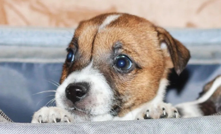 jack-russell-terrier-puppies-looking-for-a-home-in-az-arizona-big-3