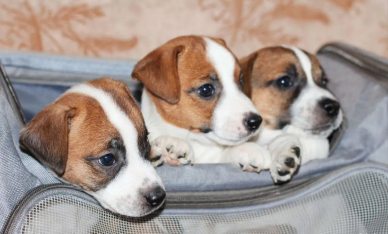 jack-russell-terrier-puppies-looking-for-a-home-in-az-arizona-big-0