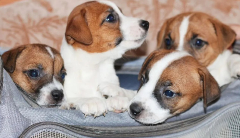 jack-russell-terrier-puppies-looking-for-a-home-in-az-arizona-big-2