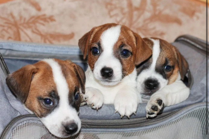 jack-russell-terrier-puppies-looking-for-a-home-in-az-arizona-big-1