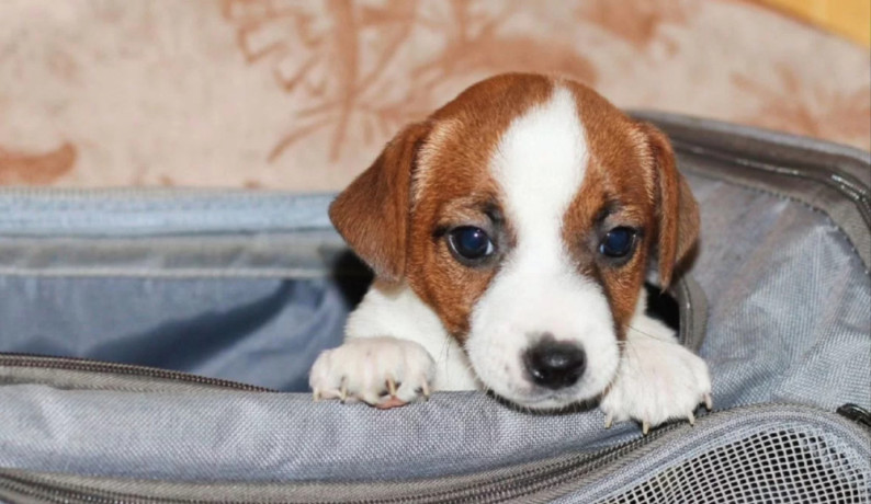 jack-russell-terrier-puppies-looking-for-a-home-in-az-arizona-big-5