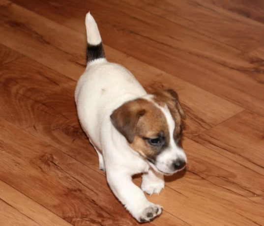 jack-russell-terrier-puppies-looking-for-a-home-in-az-arizona-big-4