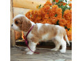 beautiful-cavalier-king-charles-spaniel-puppies-available-for-sale-small-9