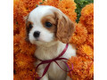 beautiful-cavalier-king-charles-spaniel-puppies-available-for-sale-small-0